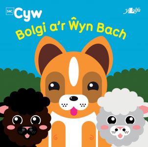 Bolgi at Wyn Bach